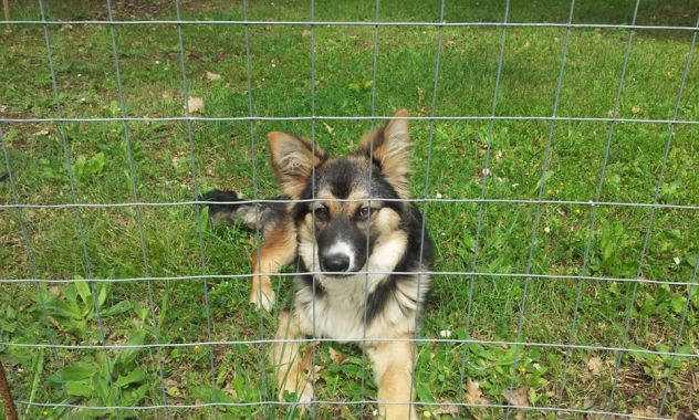 SISSY, stupenda cucciola speciale - Foto 2