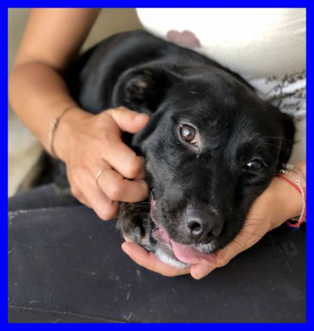 TOBY, DOLCISSIMO ABBANDONATO CERCA CASA - Foto 4