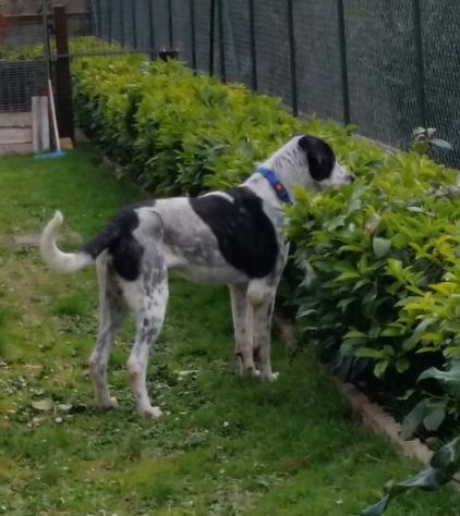 RINGO, stupendo cucciolone - Foto 3