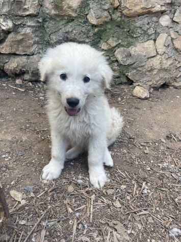 Beppe cucciolo