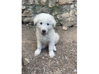 Beppe cucciolo