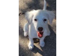 Molly, cucciola cerca famiglia