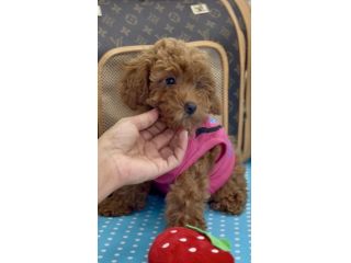 BARBONCINI RED CUCCIOLI TOY - BARBONCINO CUCCIOLI pag rateizzabile