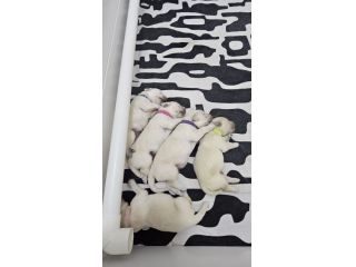 Cuccioli di Golden Retriever Disponibili