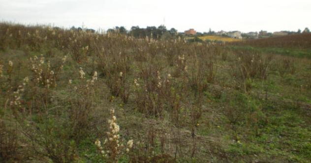 Immobile in asta di 37260 m² in vendita a Ariccia - Foto 4