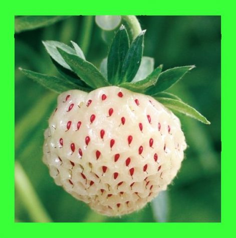 Fragola bianca gusto ananas