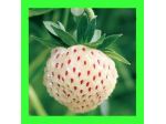 Fragola bianca gusto ananas