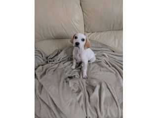 Romeo cucciolo