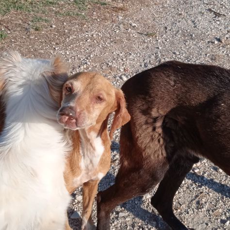 Marty una segugina speciale - Foto 4