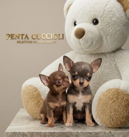 chihuahua toy cioccolato
