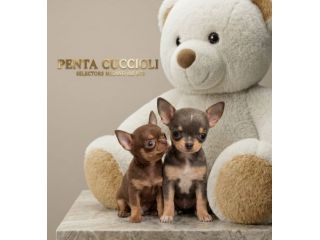 chihuahua toy cioccolato