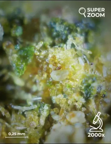 Super Silver Haze - Foto 5