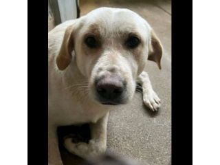 DOLCE E DELICATO GIOSUÈ RASSEGNATO AL CANILE,  CANE IN ADOZIONE