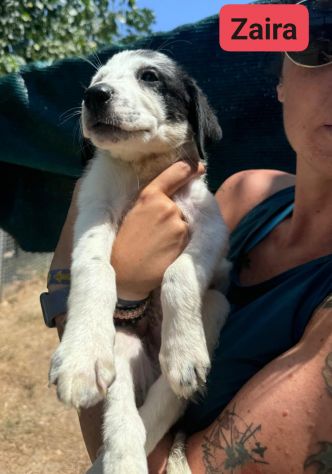 CUCCIOLI IN ADOZIONE - Foto 9