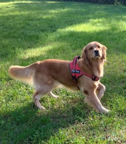 Golden Retriever Americano con Pedigree - Foto 4