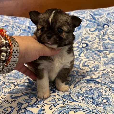 Chihuahua pelo lungo - Foto 2