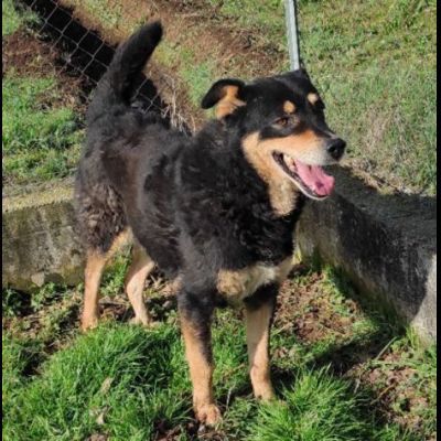 CAMBIA IL DESTINO DI CHI NON PUO' PARLARE, CANE IN ADOZIONE - Foto 10