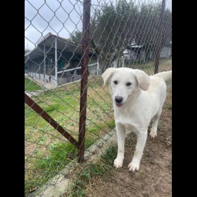 GIGIA E GIORGIA DOLCI E AFFETTUOSE CAGNOLINE IN ADOZIONE - Foto 4