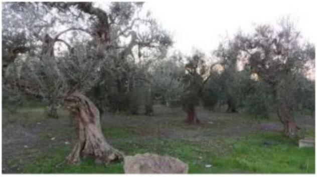 Immobile in asta di 75542 m² in vendita a Bitonto - Foto 7