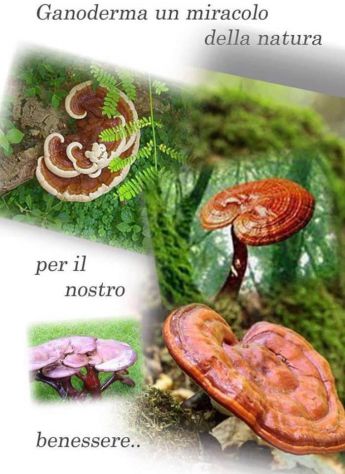 Ganoderma Lucidum / Reishi - Foto 2