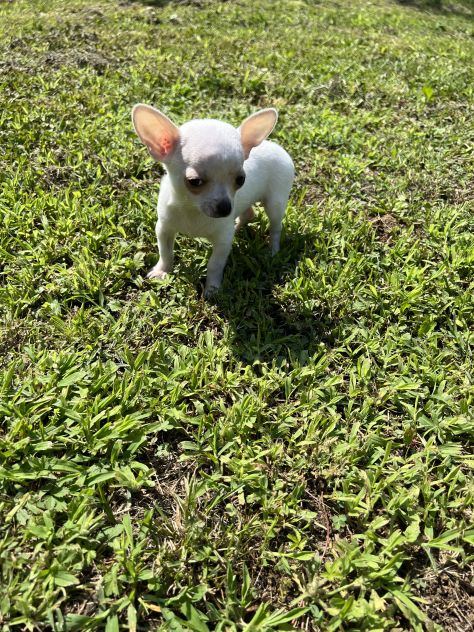 Cucciola di Chihuahua Toy - Foto 3