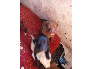 Cuccioli cani