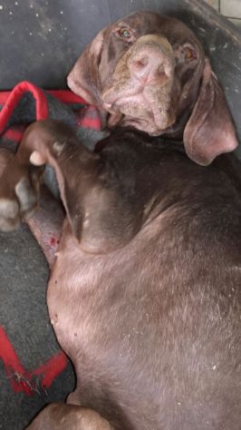 BACCO, adozione d'amore - Foto 3