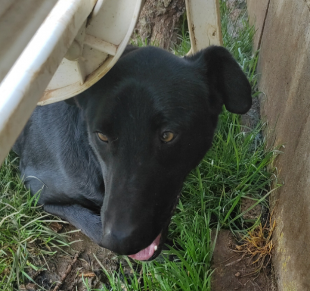 CANE DA ADOTTARE