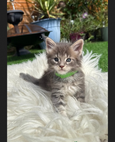 Piccolo Maine Coon in adozione - Foto 2