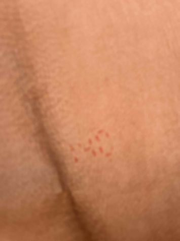 Pelle fodera maialino biscotto per artigianato - Foto 2