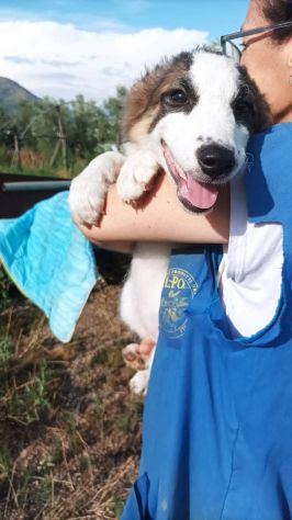 Rossana cucciola mix pastore australiano border collie - Foto 2