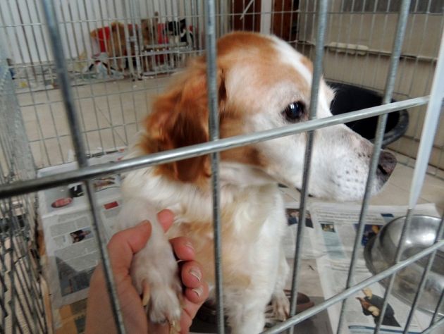 BERTA, dolce cagnolina - Foto 4
