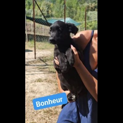 CHANCE e BONHEUR DELIZIOSI CUCCIOLI IN ADOZIONE