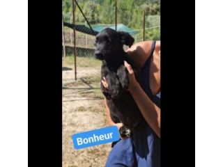 CHANCE e BONHEUR DELIZIOSI CUCCIOLI IN ADOZIONE