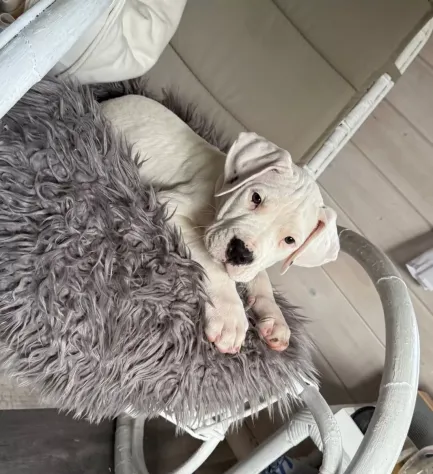 Bellissimi cuccioli di Dogo Argentino - Foto 2