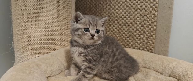 Gattini British Shorthair giocherelloni