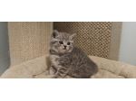 Gattini British Shorthair giocherelloni
