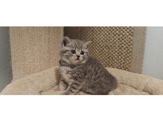 Gattini British Shorthair giocherelloni