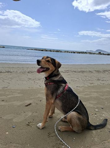 Ares - Foto 2