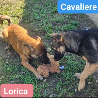 LORICA E CAVALIERE CUCCIOLI IN ADOZIONE - Foto 10