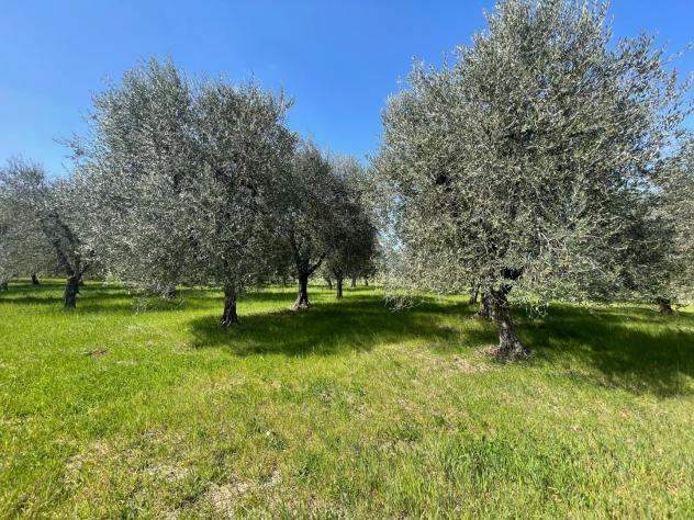 Terreno agricolo in vendita a Colle di Val d'Elsa 14000 mq Rif: 1420569 - Foto 2