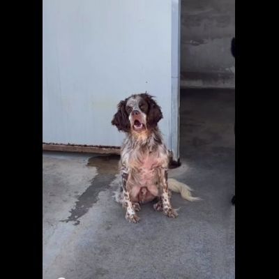 FRODO CACCIATORE DI COCCOLE, SRINGER SPANIEL, CAGNOLINO IN ADOZIONE, 15 kg - Foto 4