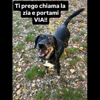GENEVIEVE E GERALDINE 15 KG PER DUE, DALLA STRADA AL CANILE ADOZIONE - Foto 6