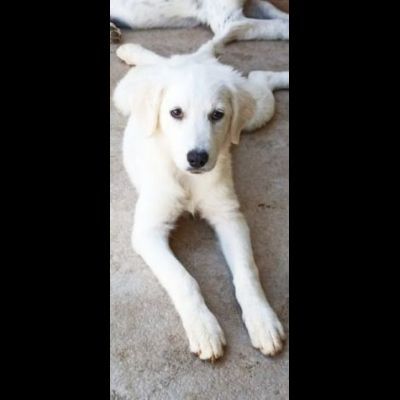 SMILLA GIOVANE CAGNOLINA IN ADOZIONE - Foto 7