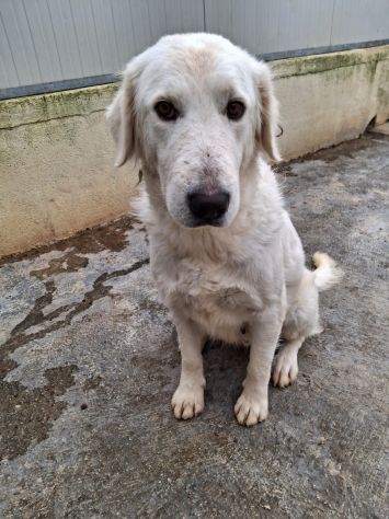 ROSE 3 ANNI TAGLIA MEDIA GRANDE IN CANILE
