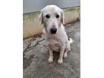 ROSE 3 ANNI TAGLIA MEDIA GRANDE IN CANILE