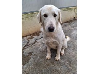 ROSE 3 ANNI TAGLIA MEDIA GRANDE IN CANILE
