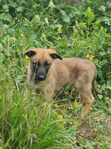 Cuccioli Allevamento Pastore Belga Malinois Potenza Matera Melfi Metaponto - Foto 6