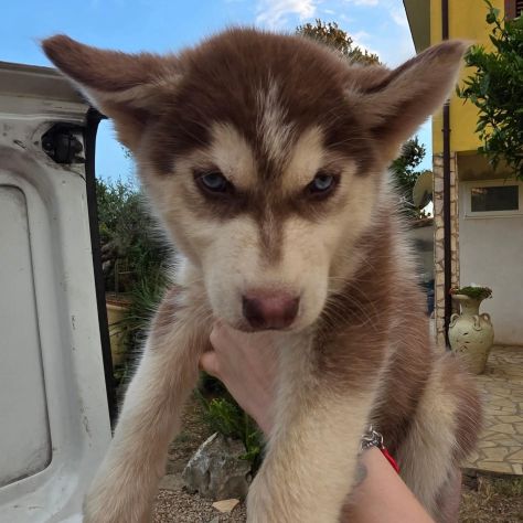 Cuccioli di husky cercano casa - Foto 5