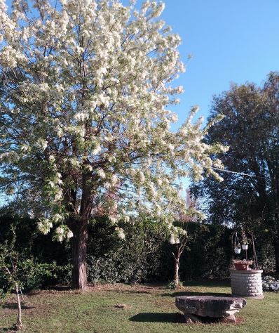 Casale ristrutturato con terreno sui quattro lati - Foto 3